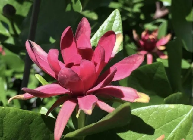 The western spice bush's fragrant maroon red flowers are reminiscent of lotus flowers, magnolia blossoms or water lilies.