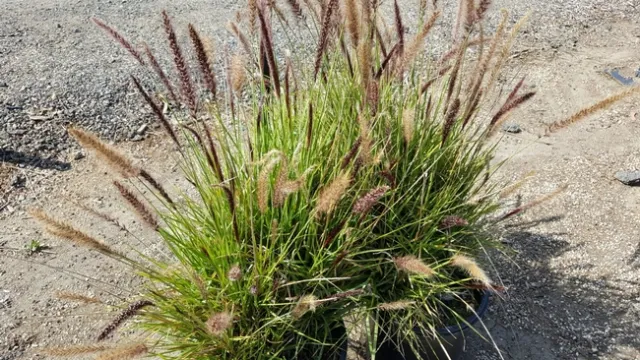 Pennisetum-setaceum-or-Green-fountain-grass-a-California-invasive-by-PlantRight (1)