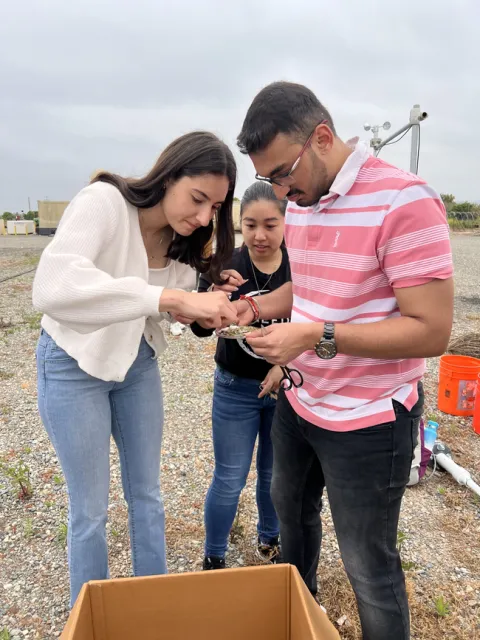 Three college students place leaves and twigs into a container for analysis.