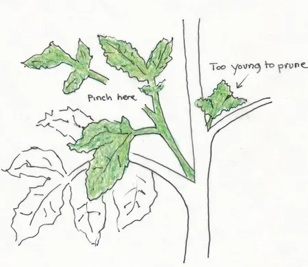 Diagram demonstrating where to prune tomatoes