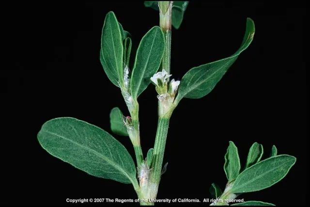 Knotweed can indicate acidic soil. Joseph DiTomaso, UC IPM