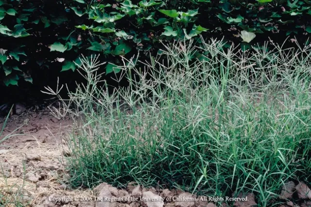 Bermudagrass can thrive in heavily compacted soil. Jack Kelly Clark, UC IPM