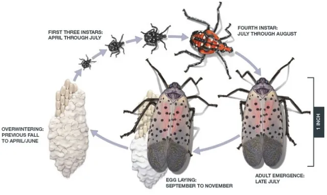 Lifecycle of spotted lanternfly.