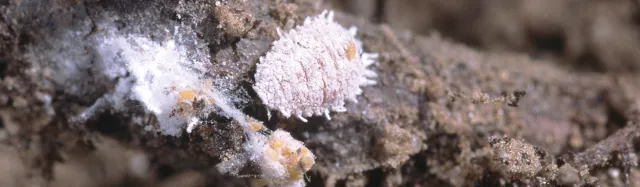 Vine mealybug.  Planococcus ficus
