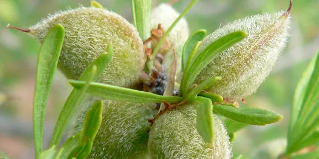 Wild Almond Prunus fasciculata