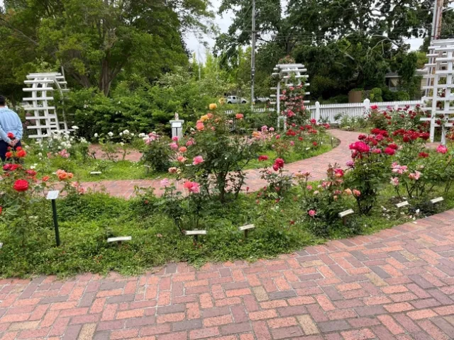 Rose Garden at Luther Burbank's Home and Gardens photos by Brenda Altman