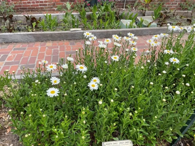 Shasta daisies on display.