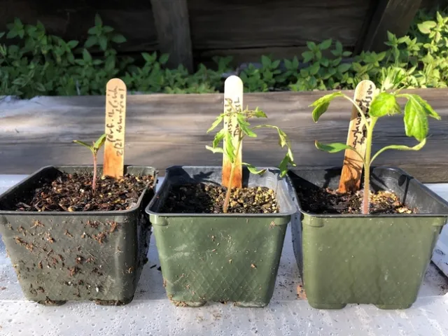 tomato seedlings