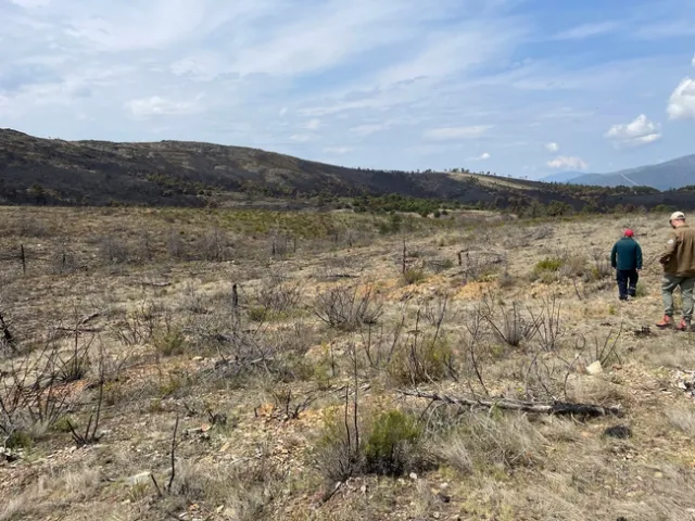 Blackened stems of shrubs that burned two years prior.