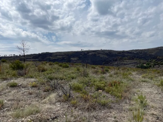 Vegetation kept low by goat grazing.