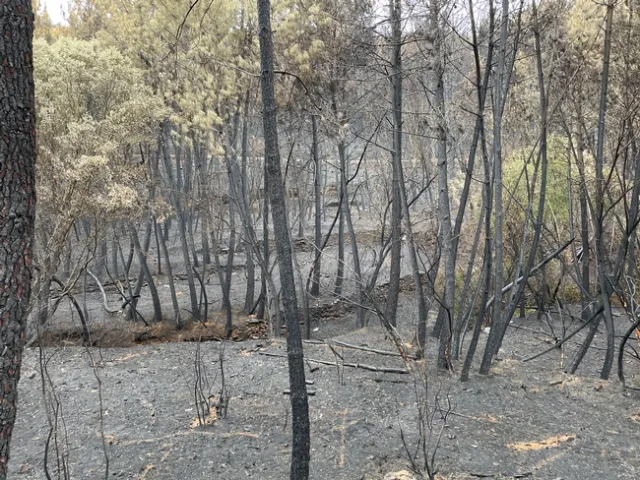 A fire recently went through these abandoned agricultural lands which have converted to forest.