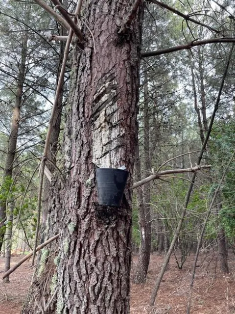 Pine tree from which resin is collected.