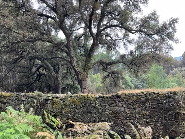 The stone fence delineates the boundary of an agricultural field. Cork oaks grew after the land was abandoned.