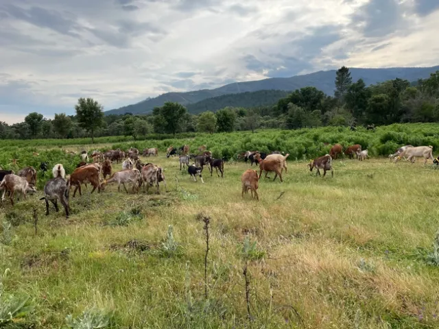 Goats grazing in agricultural lands.