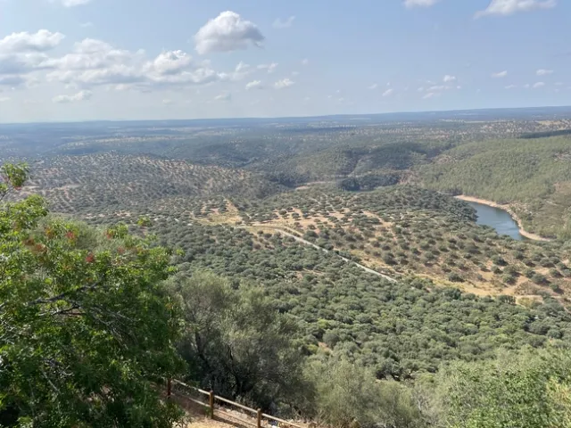 Dehesa landscape dotted with oak trees