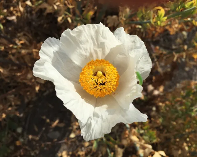 Photo by Jacqueline Adams Shubitowsk