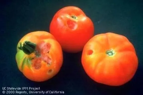 Photo of snail damage to a tomato