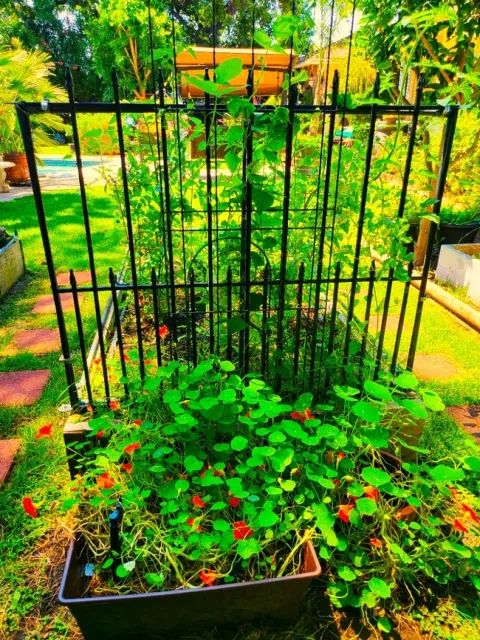 Nasturtiums and Raised Veggie Garden - Paula Pashby