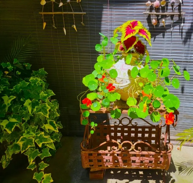 Nasturtiums and Coleus on Table - Paula Pashby