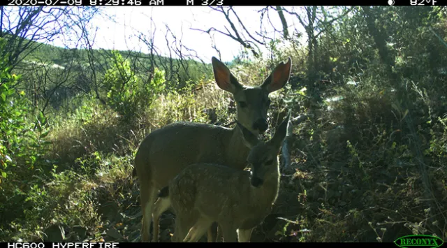 Doe and fawn shrouded in foliage.