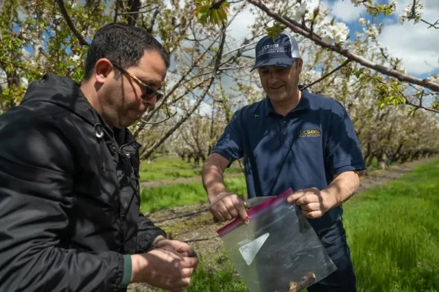 Mohamed Nouri, asesor de sistemas de huertos de Extensión Cooperativa de UC Cooperative Extensión en el condado de San Joaquín y Florent Trouillas , patólogo de plantas de UC Davis recogieron muestras en un huerto de cerezos en Lodi que mostraban señales de la bacteria del cancro. Fotografía por Jael Mackendorf, de UC Davis