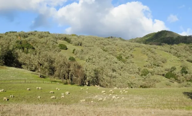 Ovejas y corderos pastan, en febrero del 2021, en los pastizales del Centro de Investigación y Extensión Hopland que se quemó durante el incendio River del 2018. Los investigadores de UC Davis analizaron muestras de carne, lana, tierra, plantas y agua para evaluar los riesgos de una contaminación con metales pesados en las ovejas que han pastado recientemente en los pastizales que rebrotaron. Fotografía por Valerie Eviner.