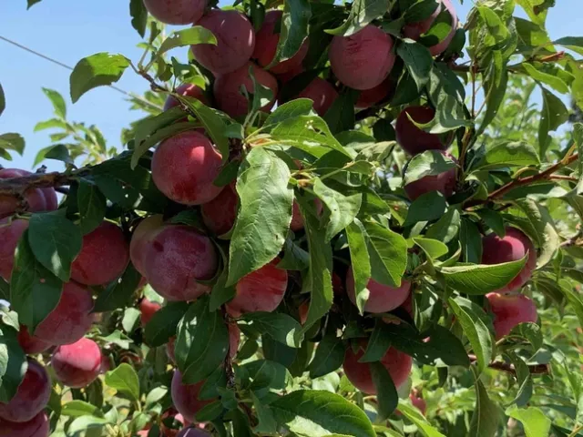 e pluots ready to pick. Laura Kling