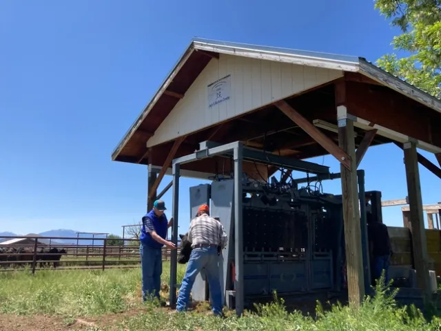 Cowley observes as a man attaches a tag to a cow's ear.