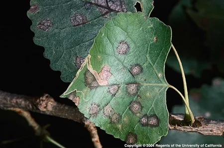 Septoria leaf spot on tomato450