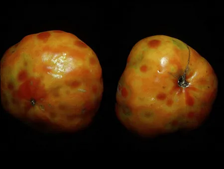 Spotted wilt virus on tomatoes450