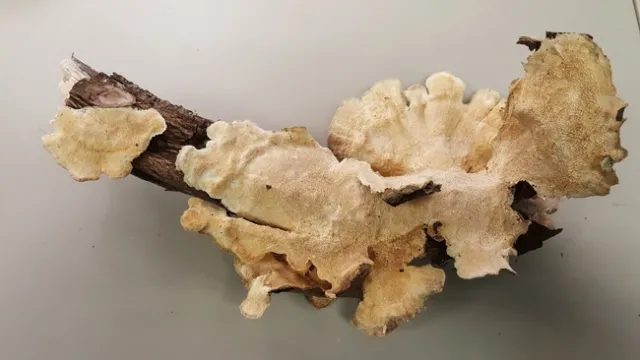 turkey fungus branch