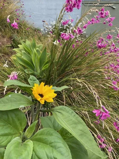 Susan_Patton-Fox_Tompkins_7