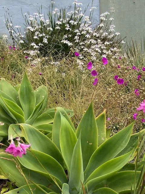 Susan_Patton-Fox_Tompkins_8