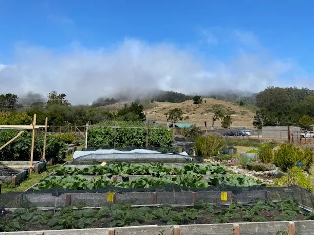 Jill_Smith_Pacifica_Gardens_1-cropped