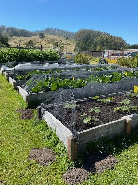 Jill_Smith_Pacifica_Gardens_2