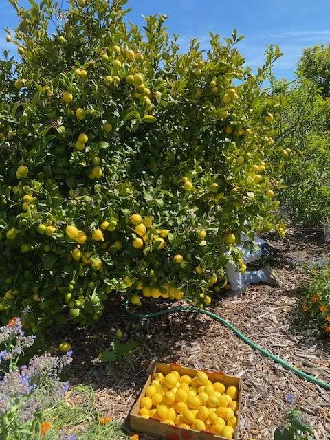 Jill_Smith_Pacifica_Gardens_5