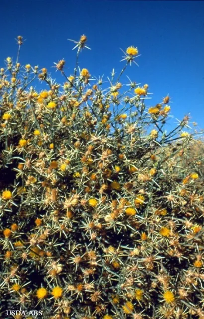 yellow star thisle 2