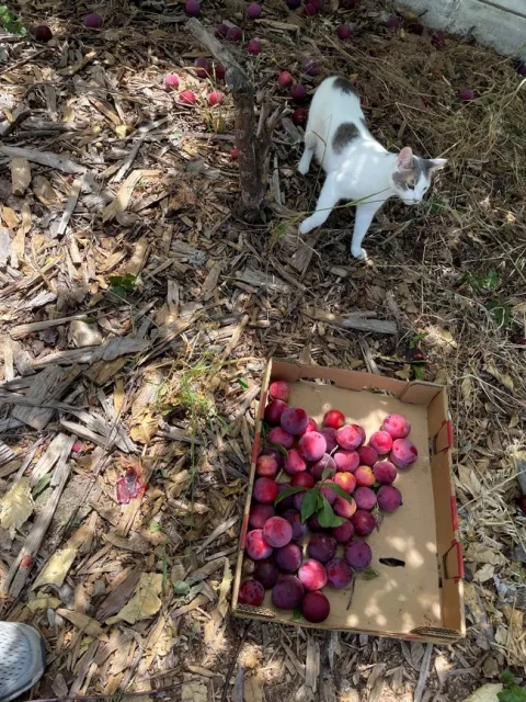 Cat and pluots. photos by Brenda Altman