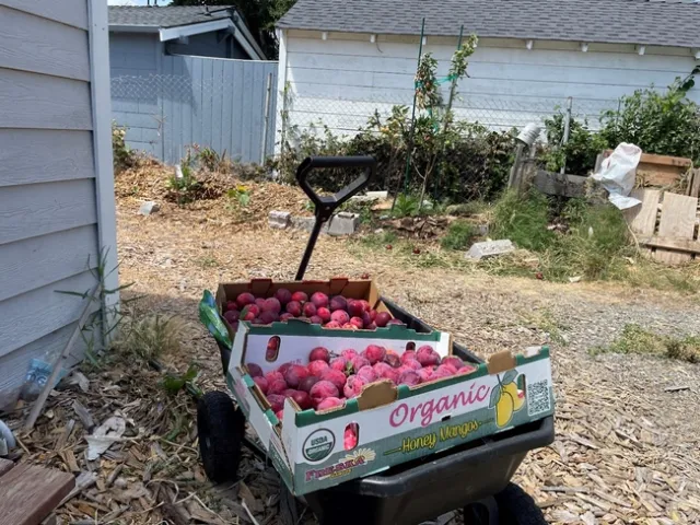 Wagonfull of pluots!