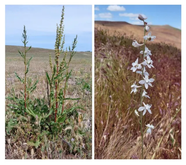Figure 1. Toxic perennials include curly dock (Rumex crispus) and larkspur (Delphinium spp).