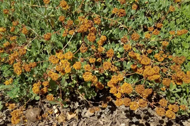 The dried flowers of sulfer-flowered buckwheat. Jeanette Alosi