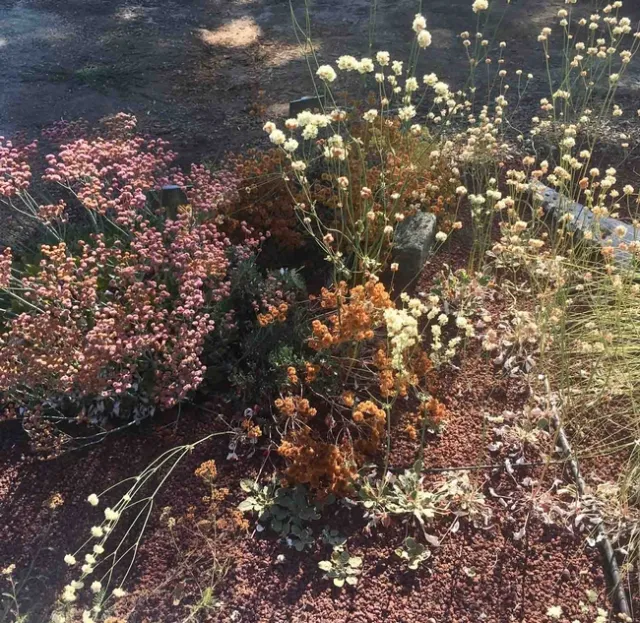 Native buckwheats in the California Native garden. Alicia Springer
