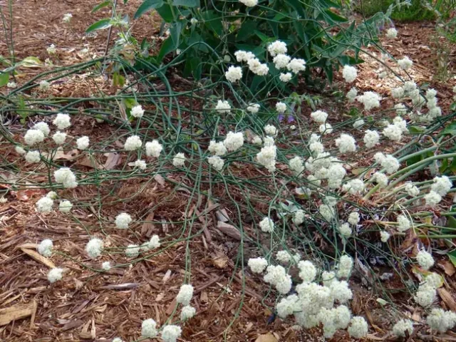 aked stem buckwheat in California Native garden. Brent McGhie