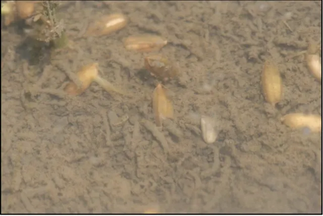 Rice seed midge tubes near injured seeds