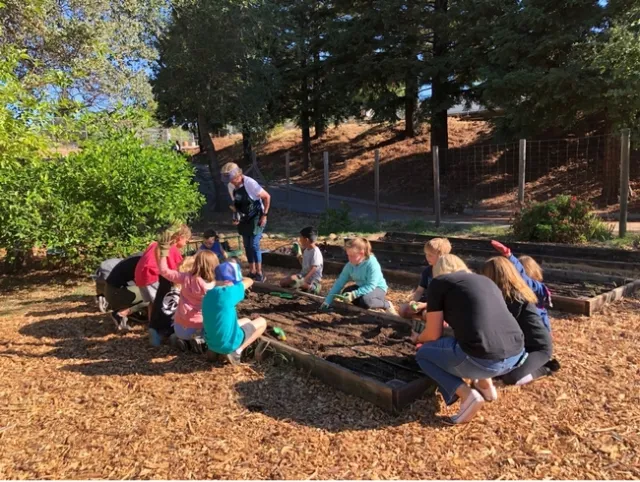 Children work in a garden bed planting seeds.