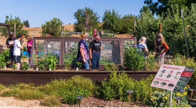 Pepper Harvest Day in the vegetable garden.