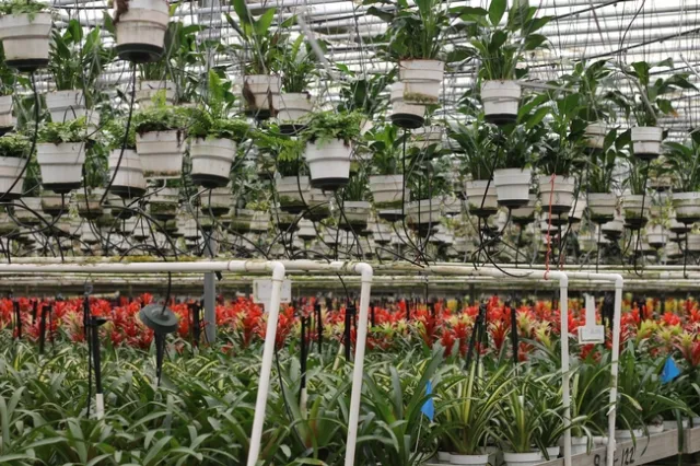 Various tropical plants.