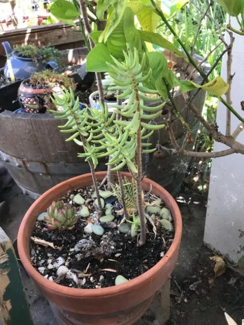 Dish garden. photos by Karen Metz