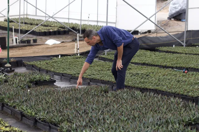 A man bends over to get a closer look at a plant.