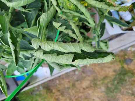 Tomatoes leaves curling up and inwards.